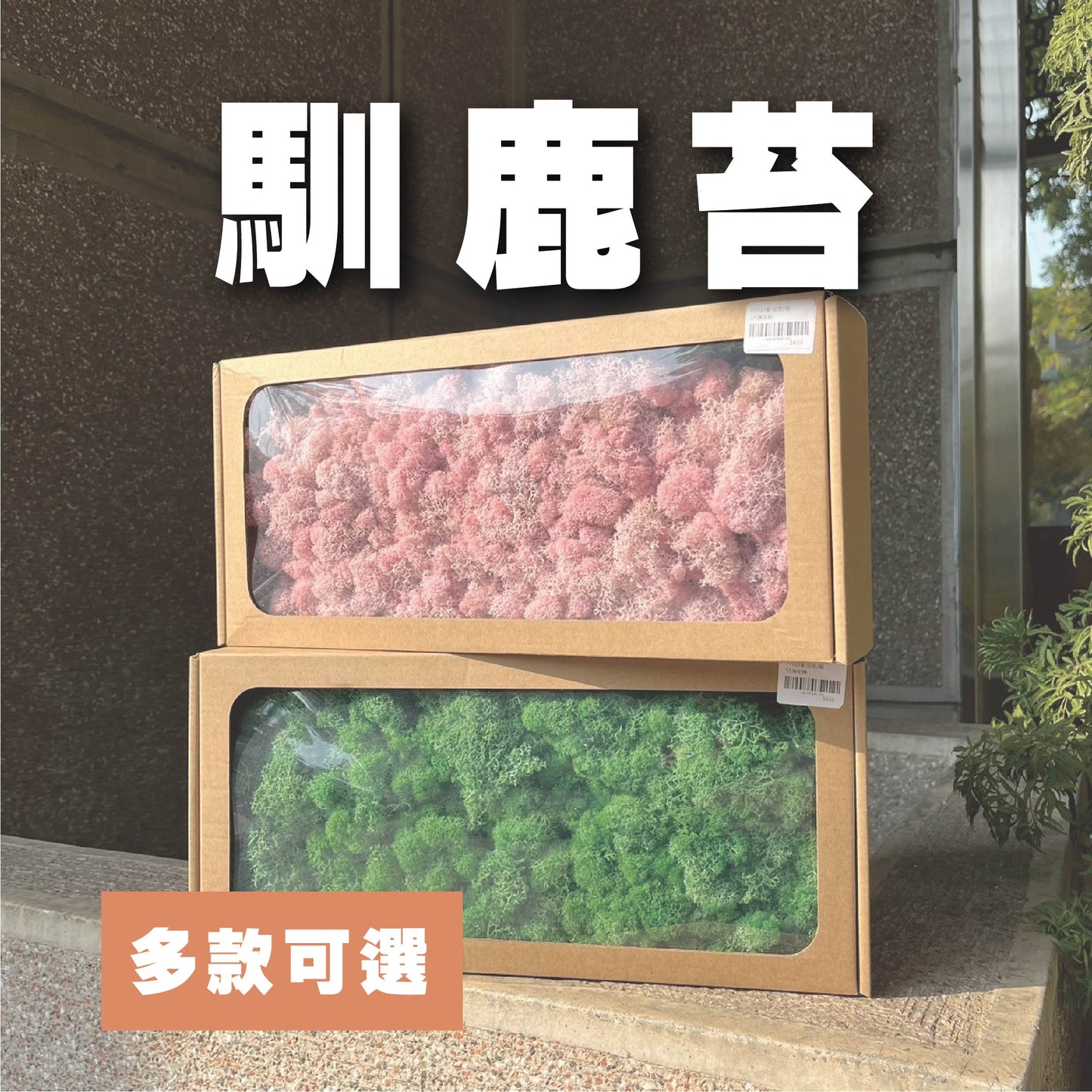 【台灣現貨】PF018永生馴鹿苔 苔癬 水草 MOSS 原裝 模型草地 聖誕節佈置 攝影道具 裝飾