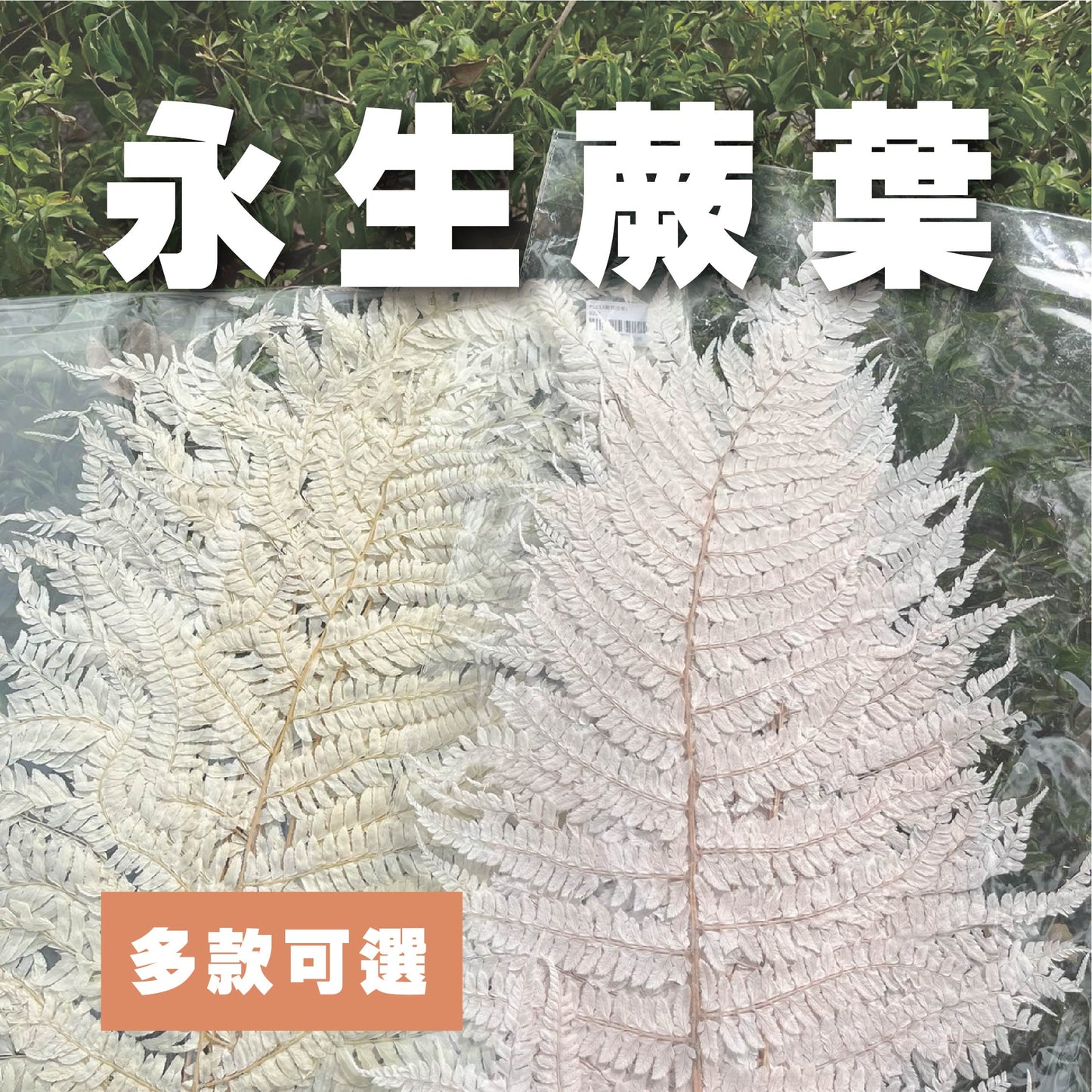 【台灣現貨】PL013 蕨葉 姬蕨葉 碗蕨 高山羊齒 原裝/小份 花盅配件 手作花材 捧花 捧花花材