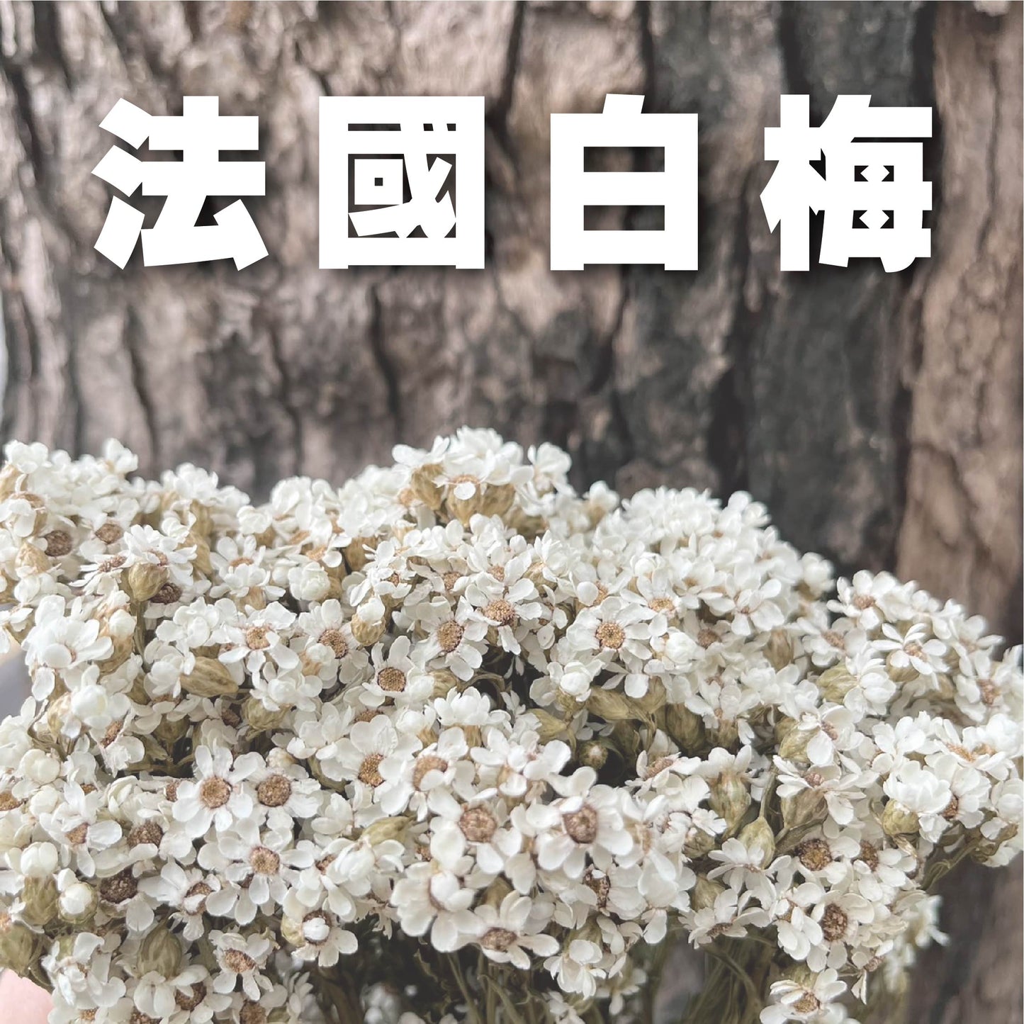 DA036法國白梅(約10克)