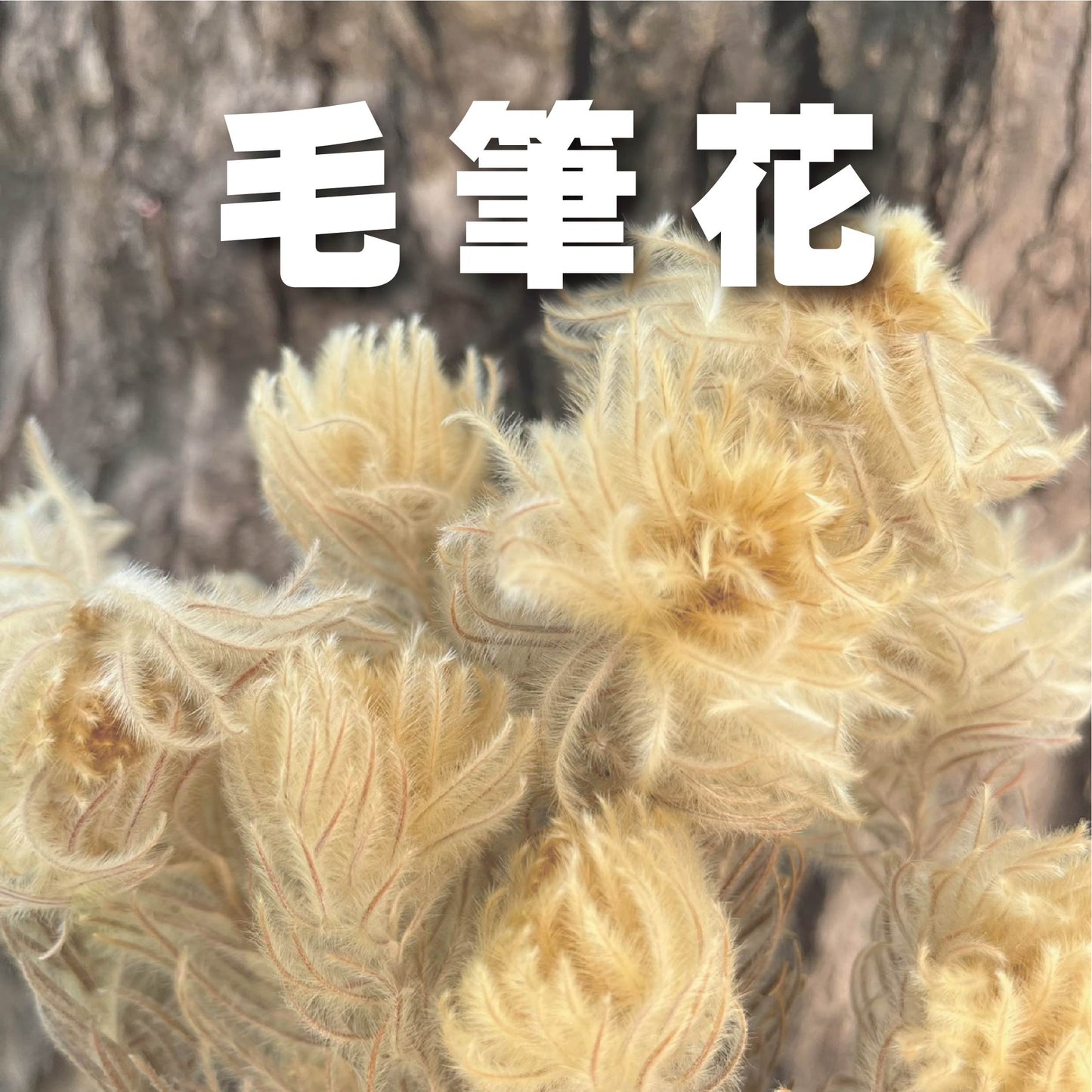 ✿ 台灣現貨 ✿ DA026s 毛筆花