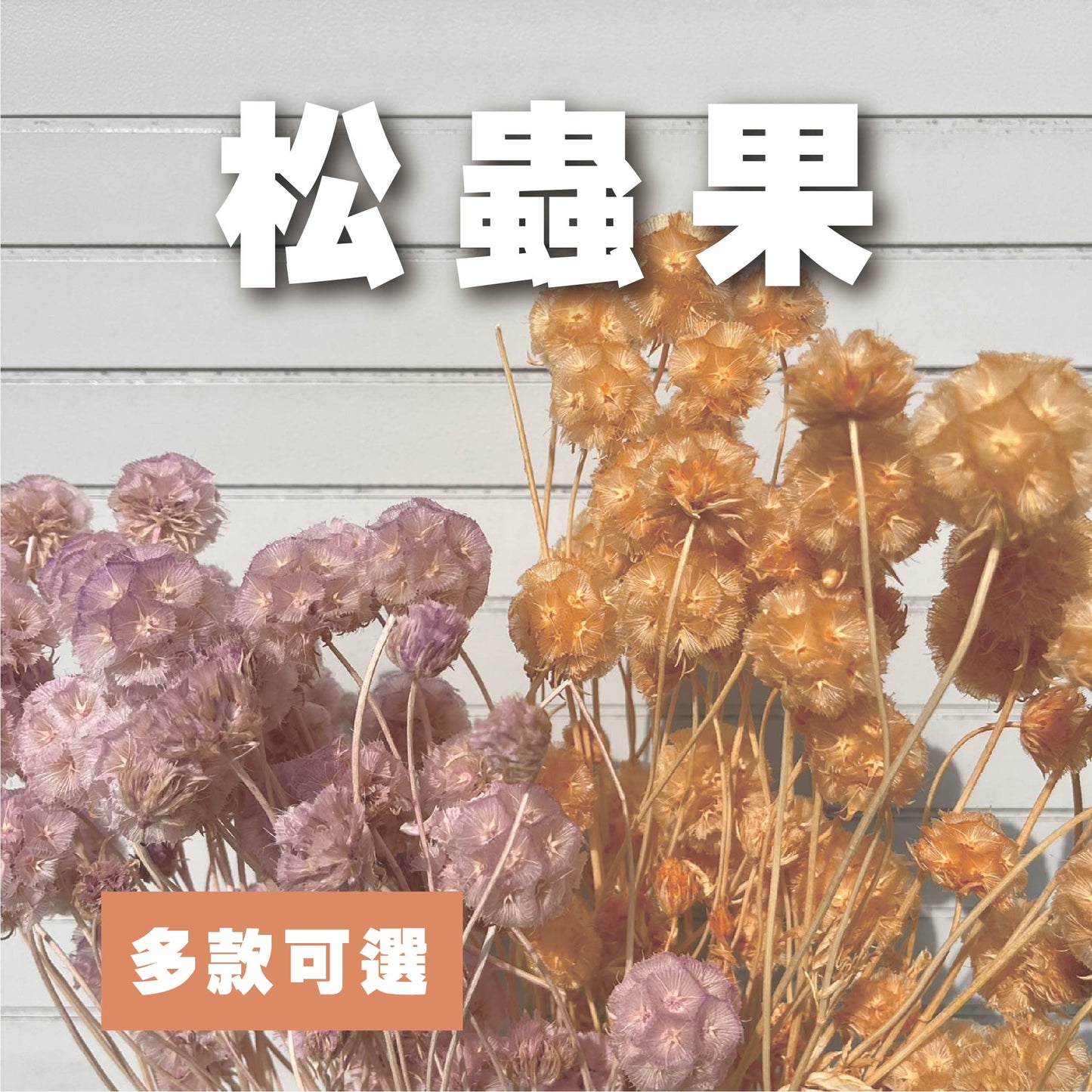 【台灣現貨】PA045s松蟲果 松蟲草 風車果 星芒松蟲 草星花 輪峰菊 永生 小份 DIY插花盆花