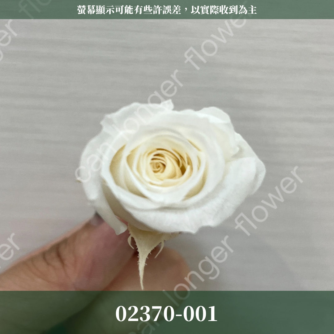 02370 日本迷你玫瑰
