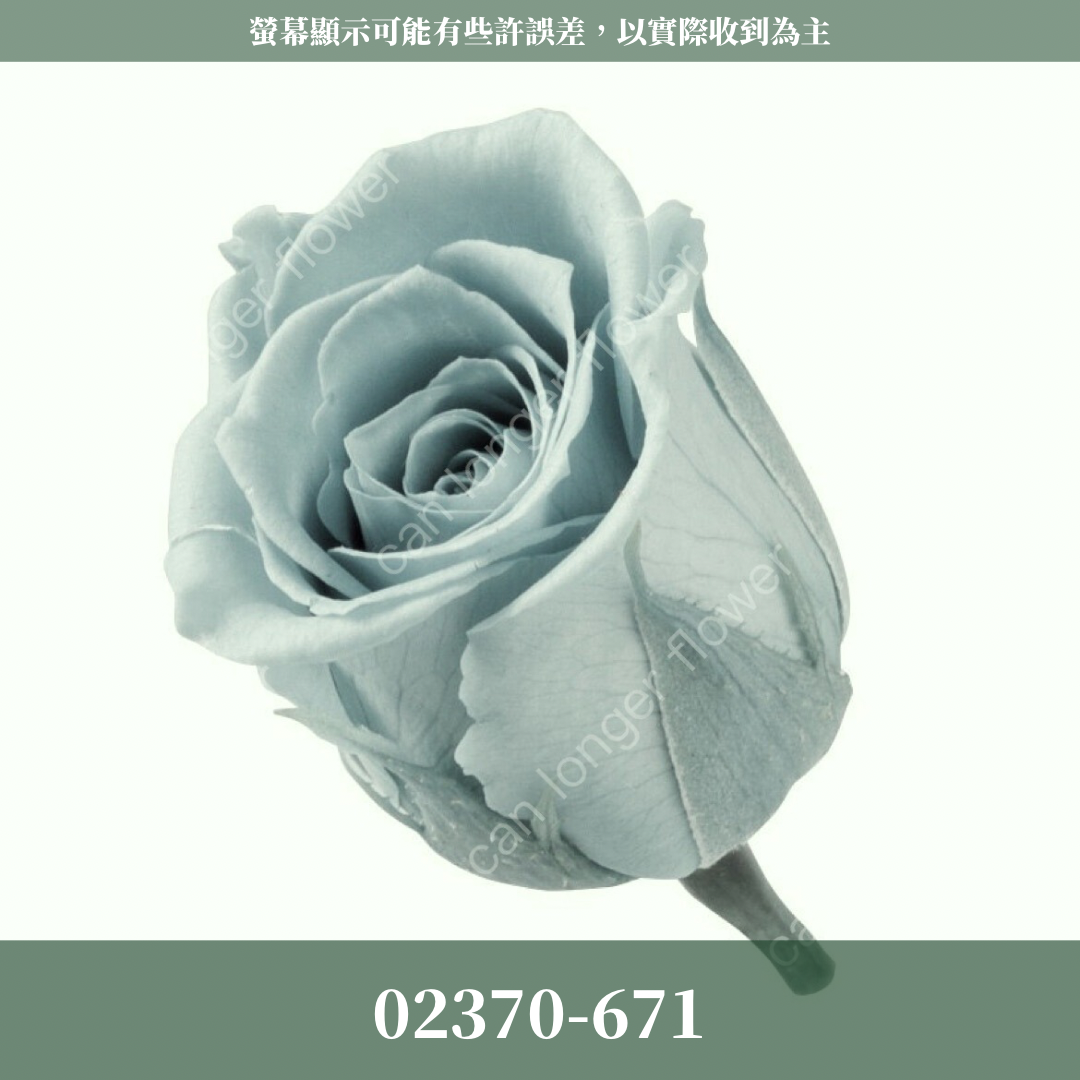 02370 日本迷你玫瑰