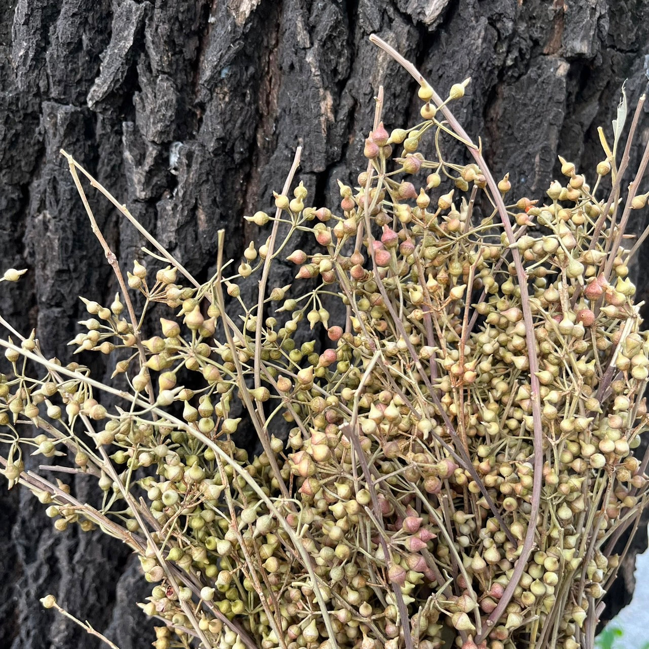 PS001 DS001s小米果 小米尤加利 尤加利果 桉樹果 永生花 乾燥花 居家裝飾花材 手作花材 花藝設計