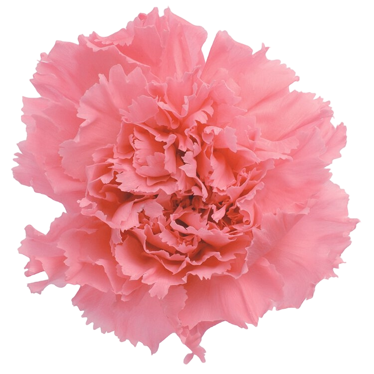 ✿ 台灣現貨 ✿ 花大伯 日本大地農園 02380 康乃馨 單朵拆售 獨立包裝 滿8朵享湊盒優惠 永生玫瑰 不凋玫瑰 主花