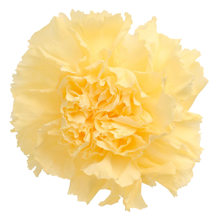 ✿ 台灣現貨 ✿ 花大伯 日本大地農園 02380 康乃馨 單朵拆售 獨立包裝 滿8朵享湊盒優惠 永生玫瑰 不凋玫瑰 主花