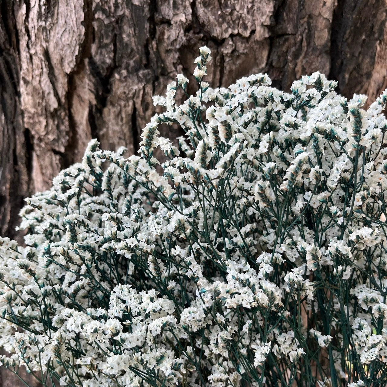 ✿ 台灣現貨 ✿ PF008水晶花 原裝