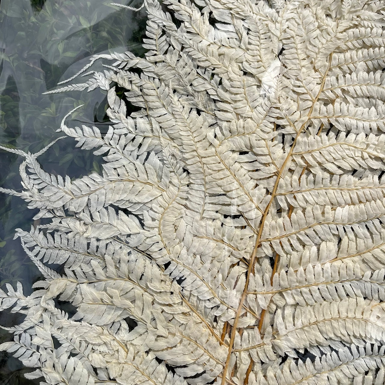 【台灣現貨】PL013 蕨葉 姬蕨葉 碗蕨 高山羊齒 原裝/小份 花盅配件 手作花材 捧花 捧花花材