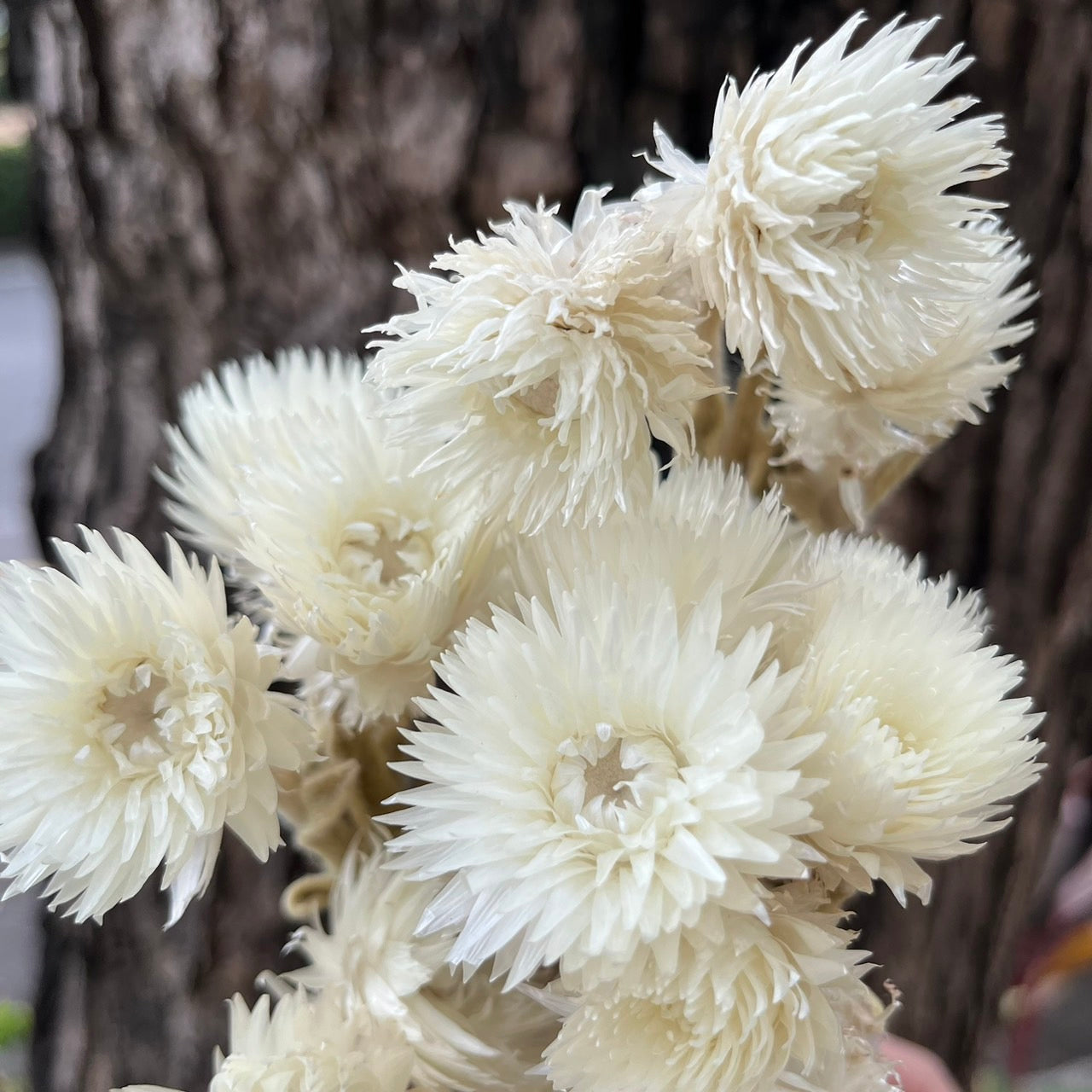 ✿ 台灣現貨 ✿ DA025s 旱雪蓮 小包