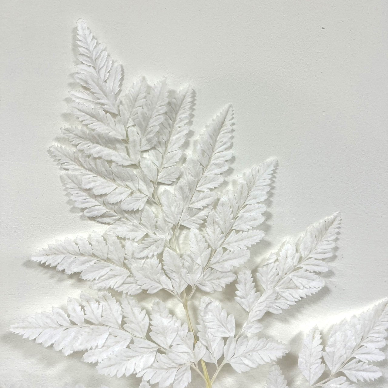 【台灣現貨】PL014 高山羊齒 姬蕨葉 碗蕨 原裝/小份 花盅配件 手作花材 捧花 捧花花材