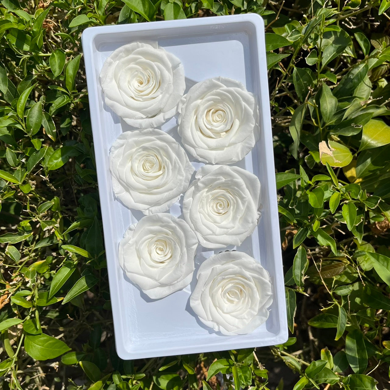 R06 六輪玫瑰