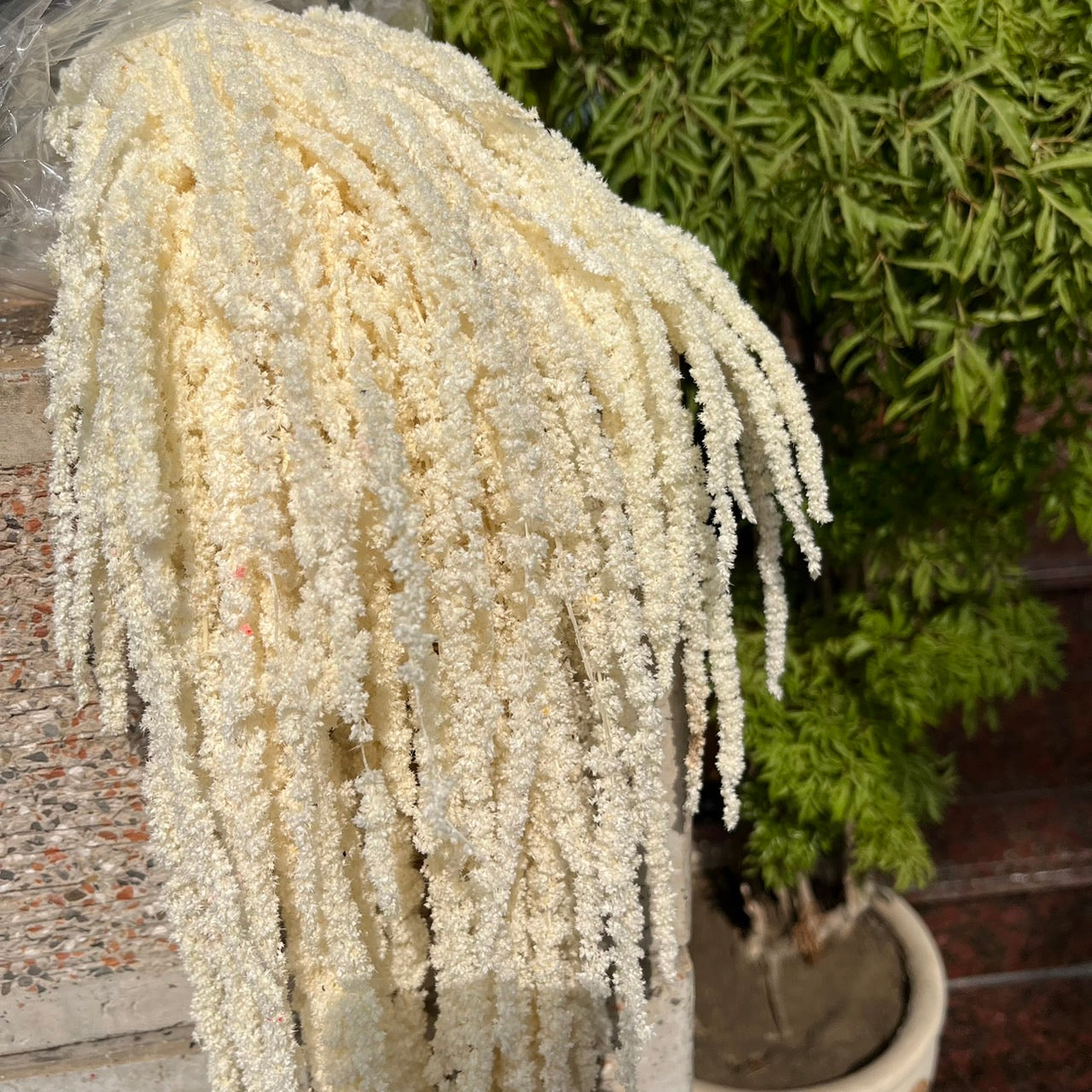 ✿ 台灣現貨 ✿ PA063 柔麗絲