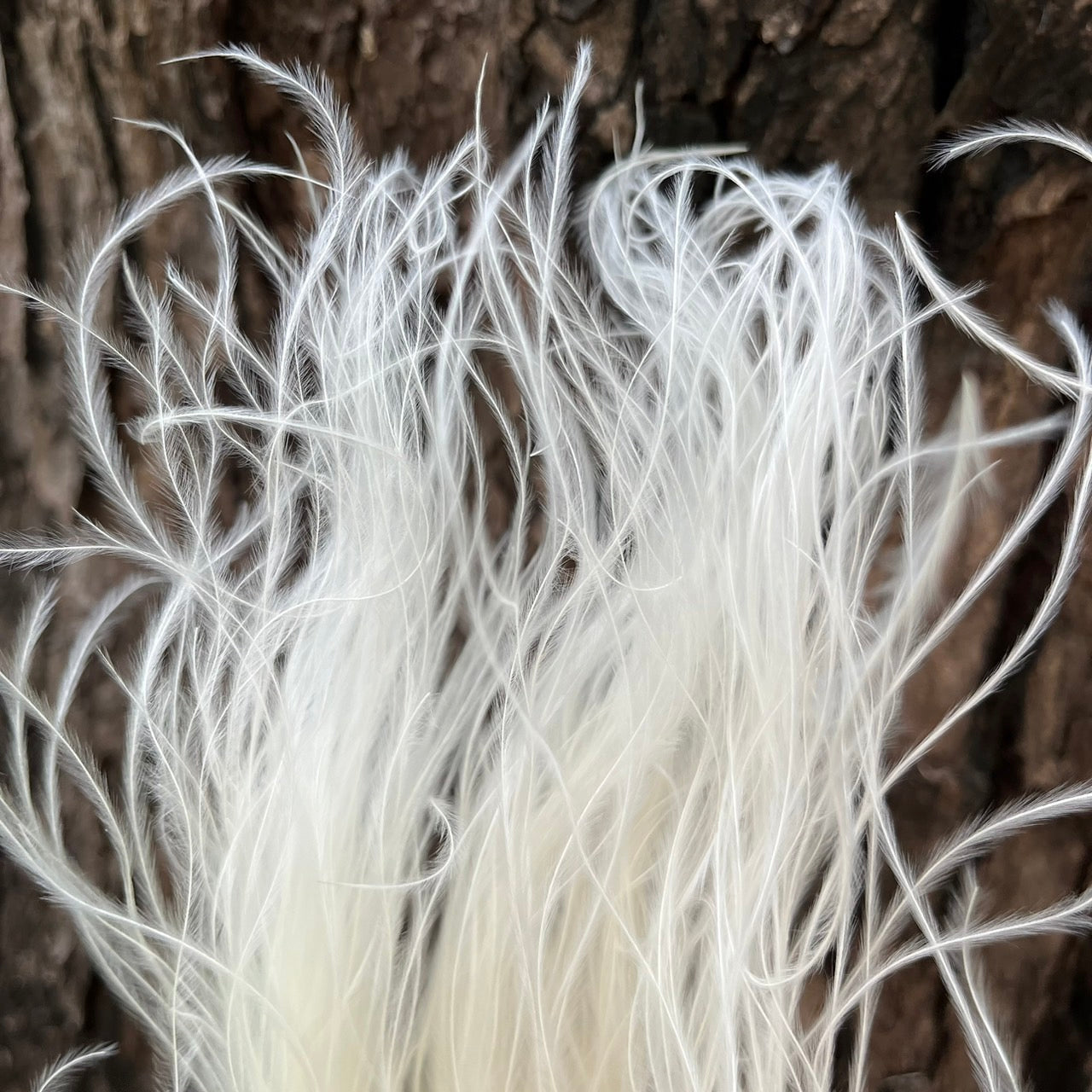 【台灣現貨】DL024羽毛草 夢幻草 乾燥花 原裝/小份量 插花 DIY 手作 花藝 捧花 攝影道具 室內裝飾