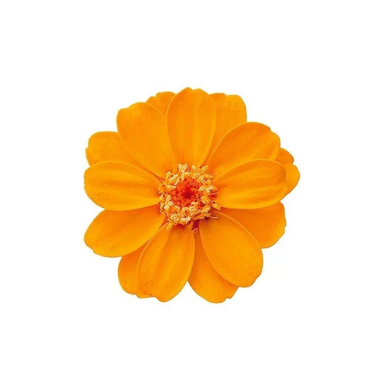 【台灣現貨】花大伯 03461 日本大地農園 小百日草 百日草 百日菊 12朵裝 原裝 款式色彩齊全 永生玫瑰 不凋玫瑰