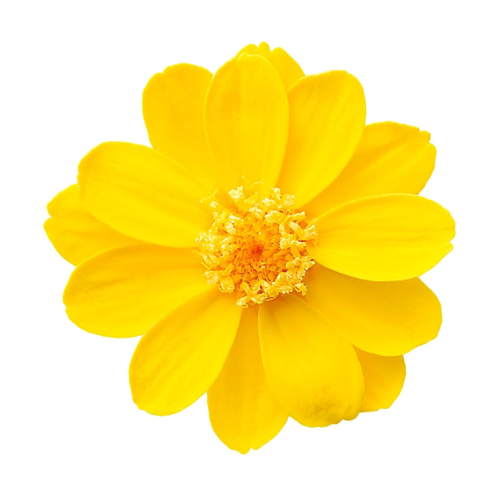 【台灣現貨】花大伯 03461 日本大地農園 小百日草 百日草 百日菊 單朵拆售 滿12朵享湊盒優惠 不凋花 永生花