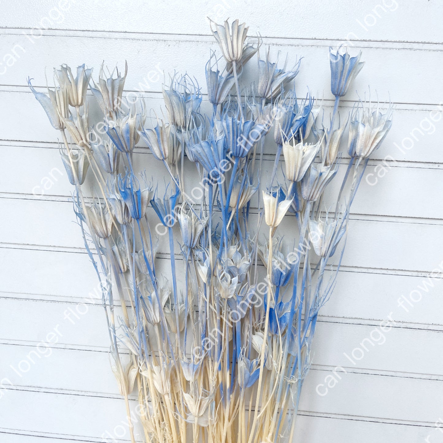 【台灣現貨】DA021-S 木百合 小百合 小份量