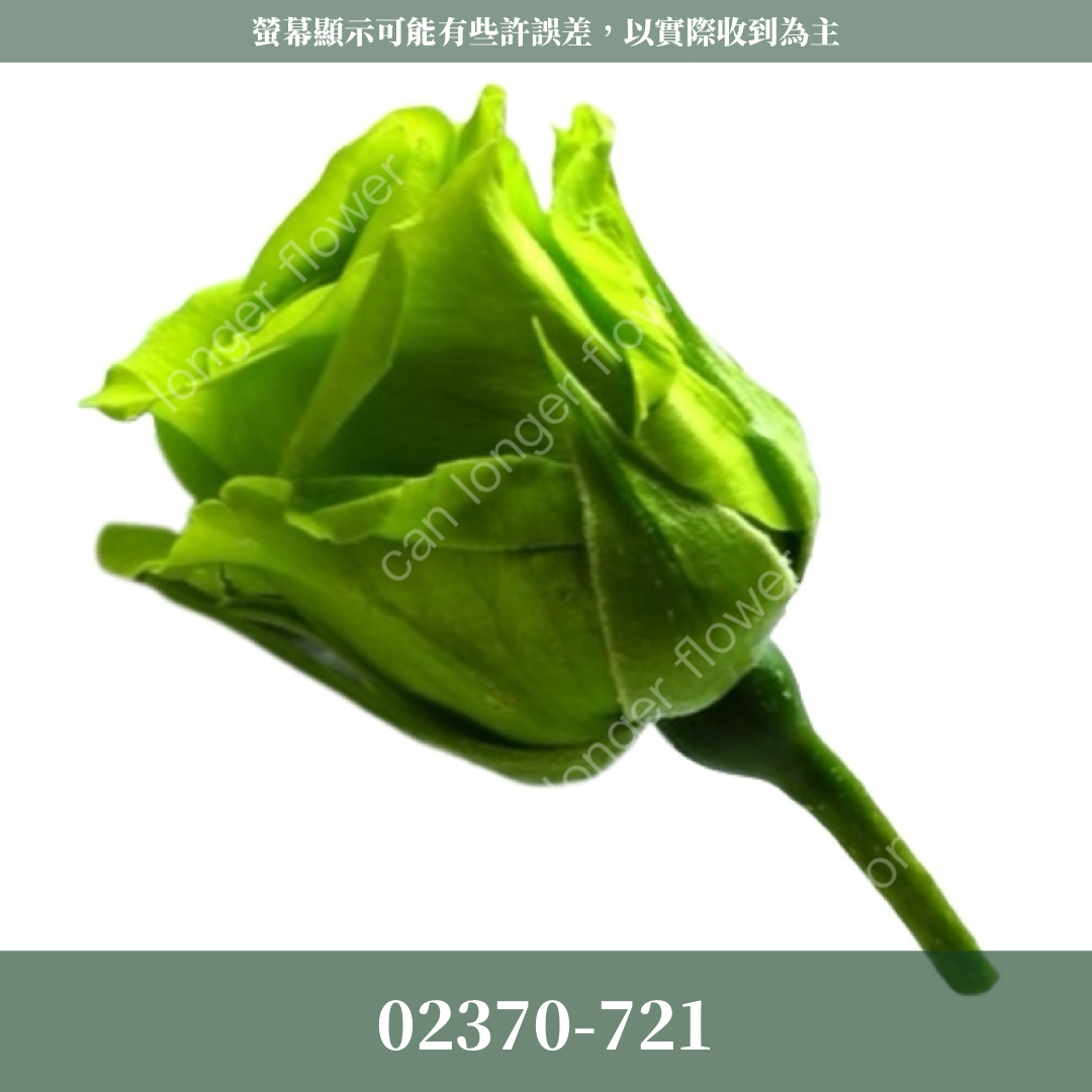 02370 日本迷你玫瑰