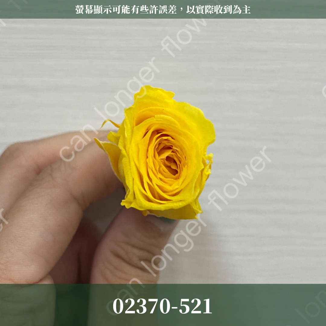 02370 日本迷你玫瑰