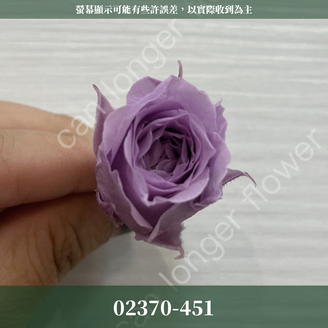02370 日本迷你玫瑰