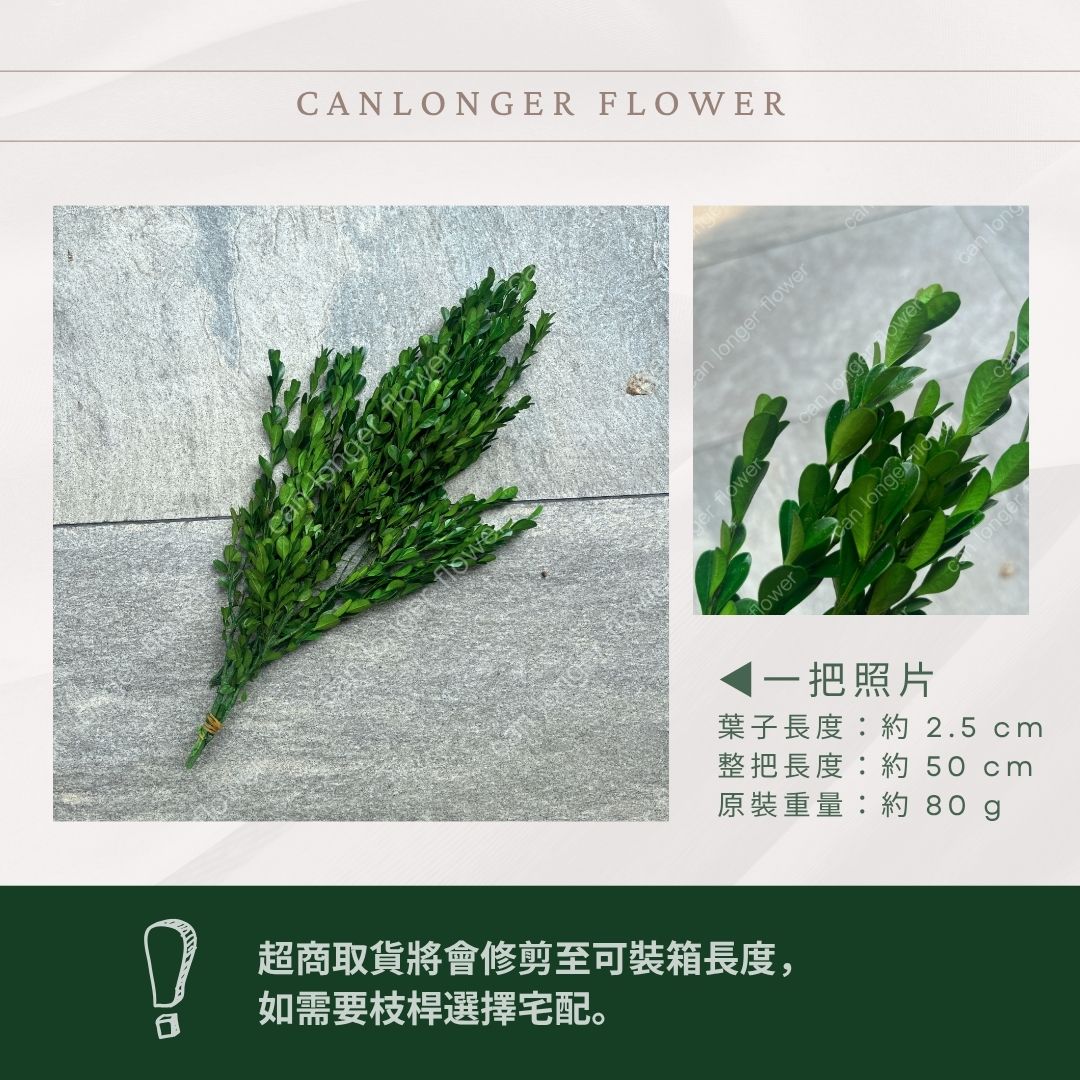 PL027小葉黃楊 黃楊葉 金柳 原裝/小份 台灣現貨