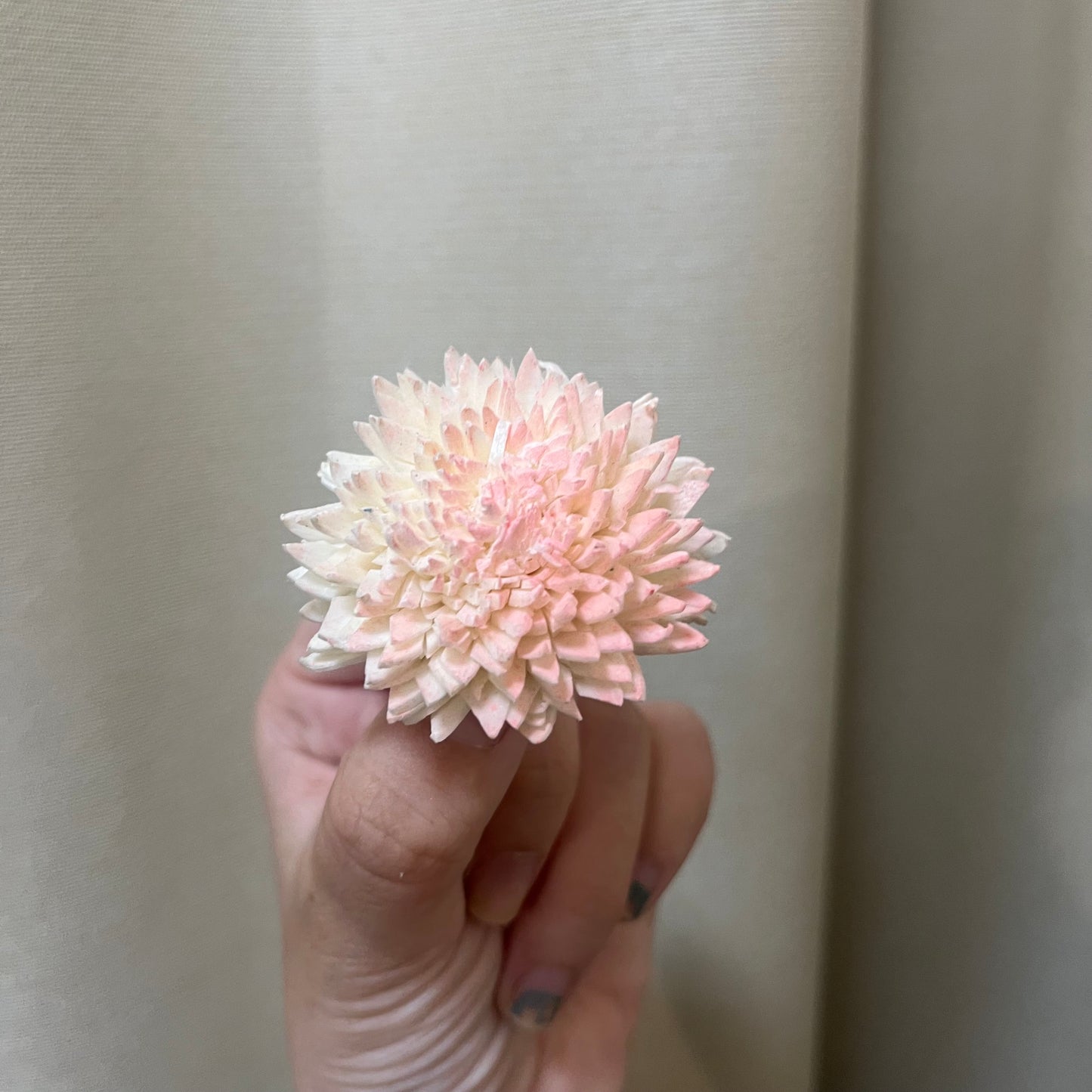 ✿ 台灣現貨 ✿ S-F 索拉花 4CM 通草花 擴香花 國王菊 菊花