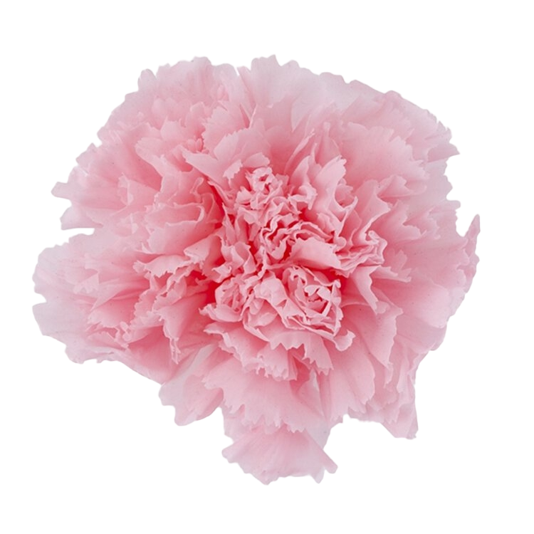 ✿ 台灣現貨 ✿ 花大伯 日本大地農園 02380 康乃馨5~6.5cm 8朵裝 原裝 款式色彩齊全 不凋主花
