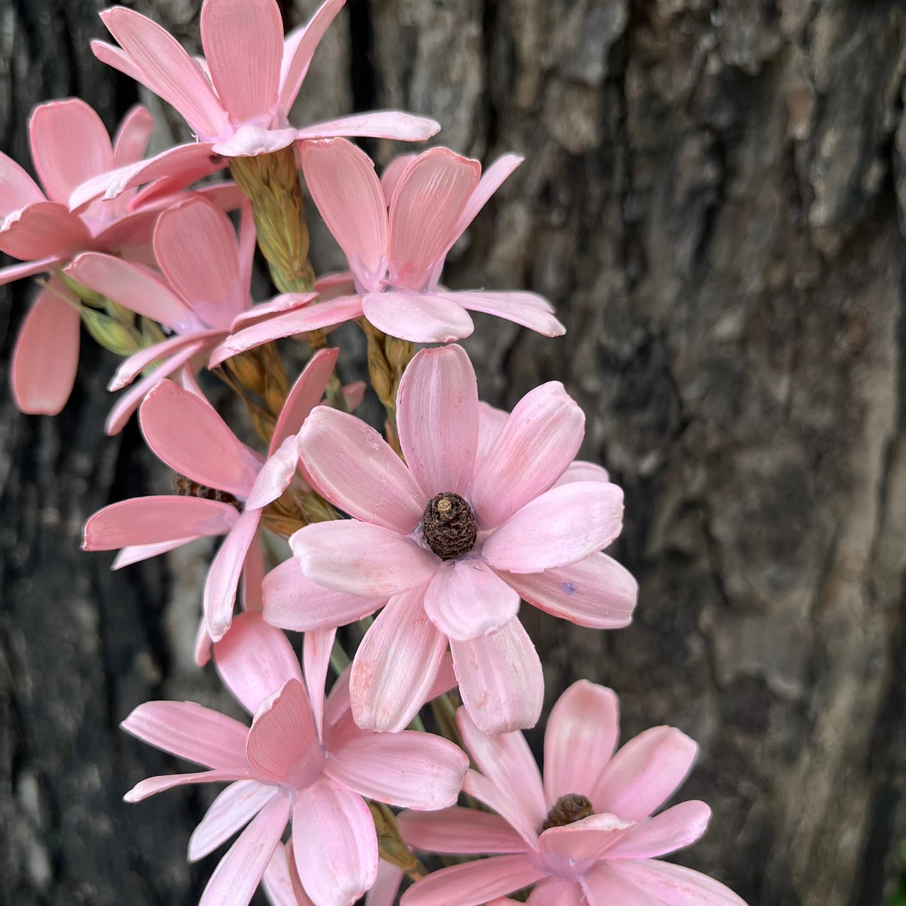 ✿ 台灣現貨 ✿ SH52 瓜子花 原裝 10支裝