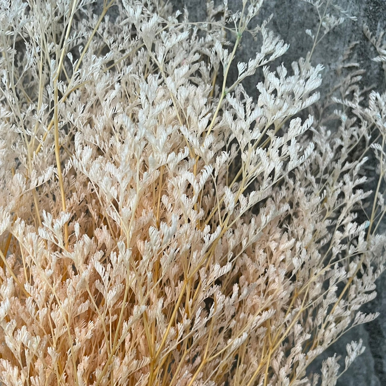 ✿ 台灣現貨 ✿ PF004 卡斯比亞/情人草