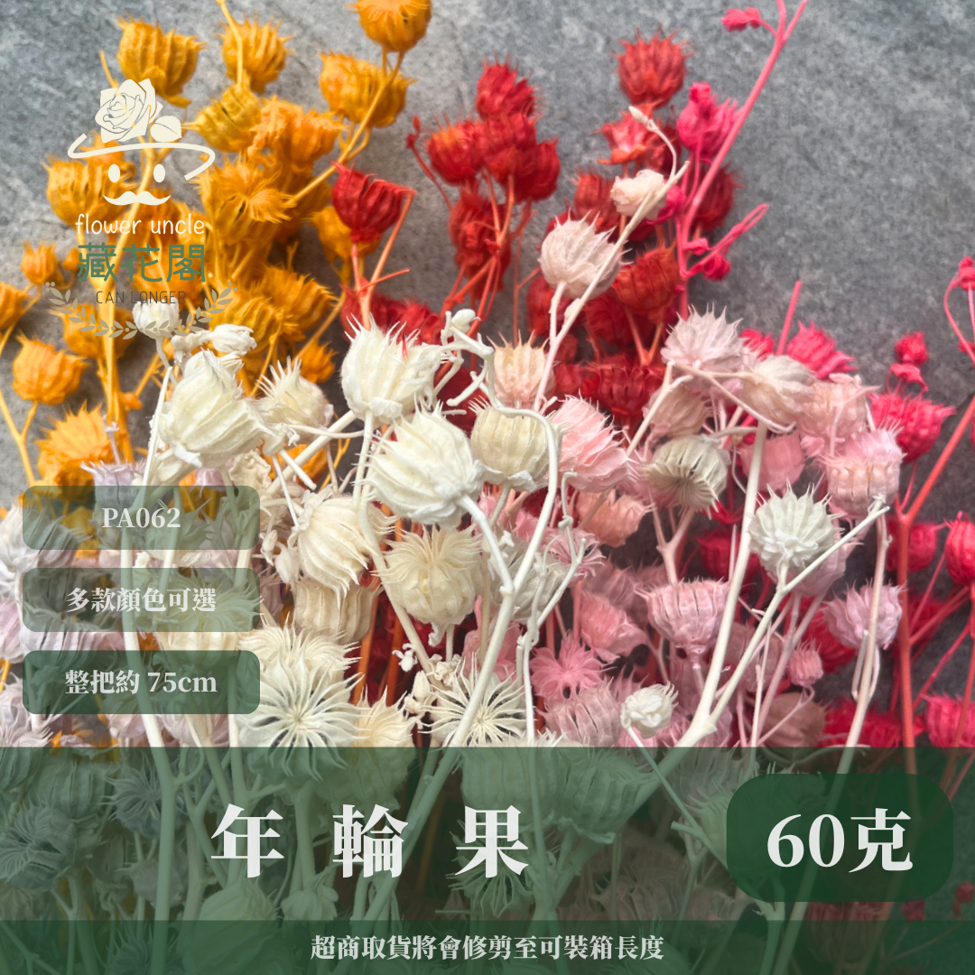✿ 台灣現貨 ✿ PA062 年輪果