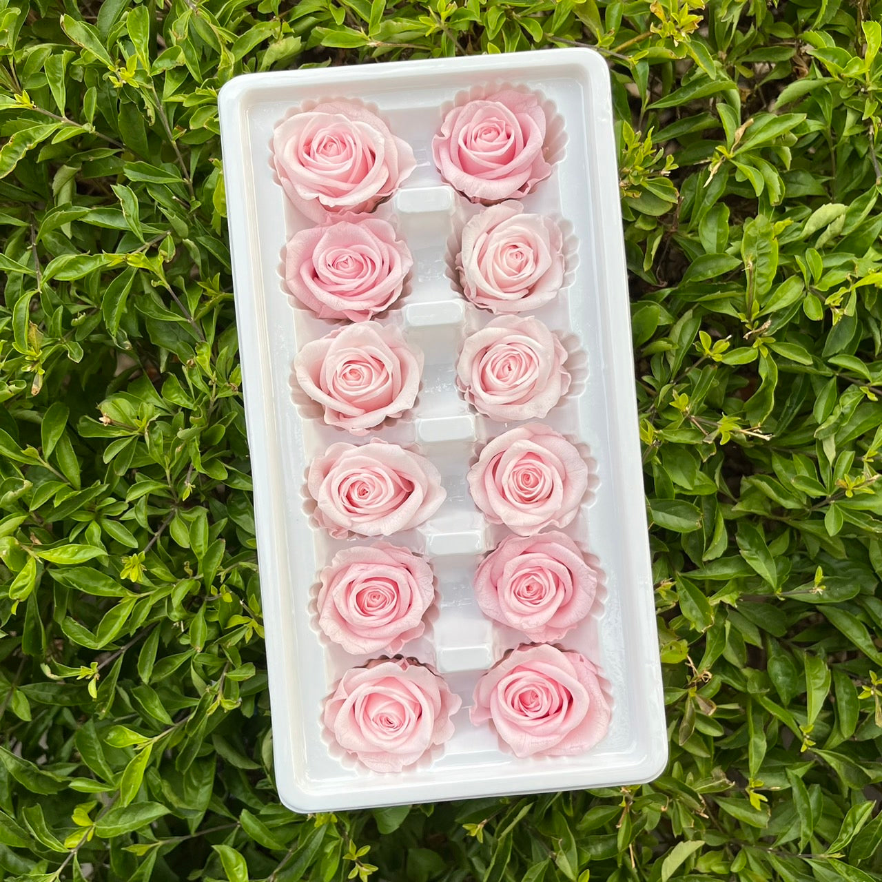 ✿ 台灣現貨 ✿R12 永生玫瑰 3~4cm玫瑰 A級 12朵裝 永生花 不凋花