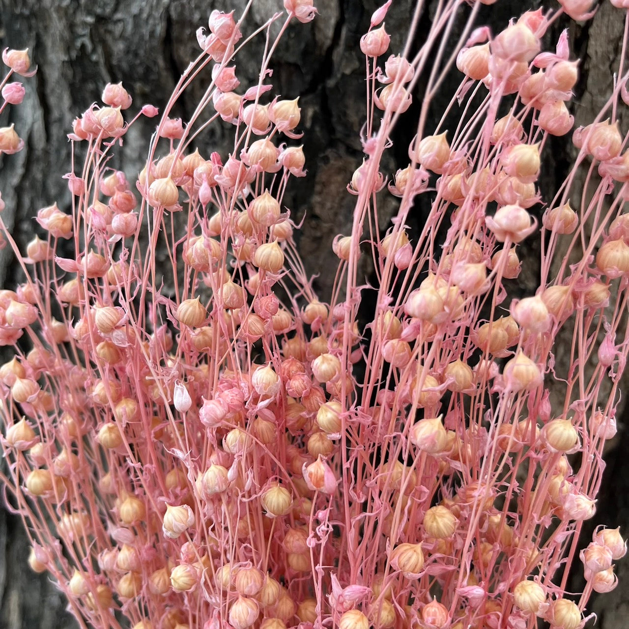 ✿ 台灣現貨 ✿ DA015 臨花