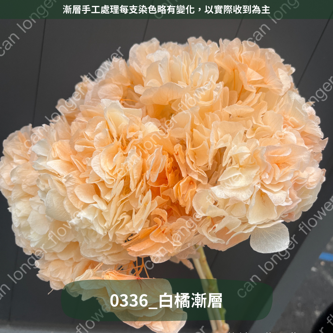 ✿ 台灣現貨 ✿ PF005B大葉繡球