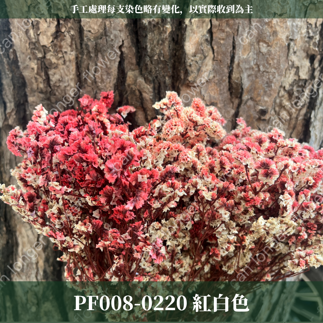 PF008水晶花 原裝 台灣現貨