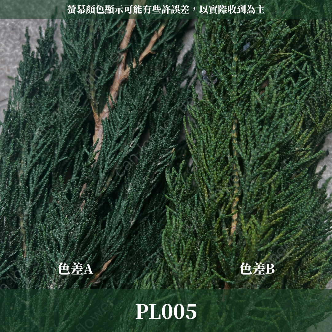 PL005 松柏 永生松柏 100克 台灣現貨