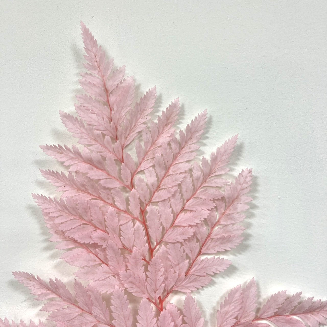 【台灣現貨】PL014 高山羊齒 姬蕨葉 碗蕨 原裝/小份 花盅配件 手作花材 捧花 捧花花材