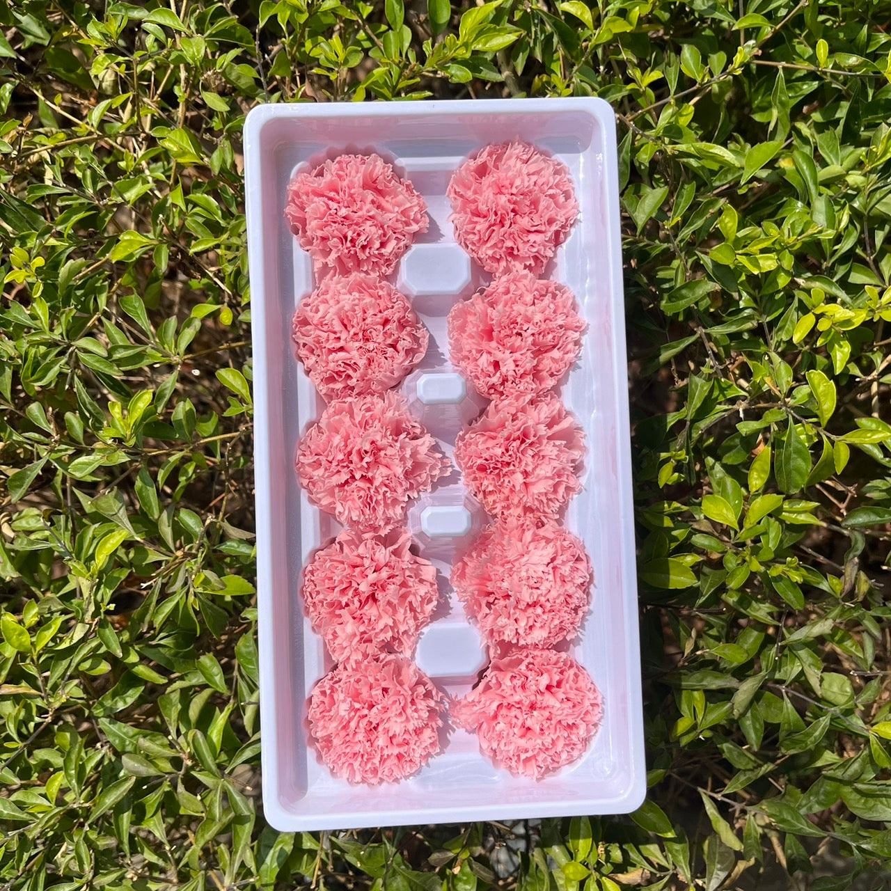 ✿ 台灣現貨 ✿ 花大伯 K10 永生康乃馨 3~4cm A級 10朵裝 色彩款式齊全 不凋花 不凋康乃馨 母親節