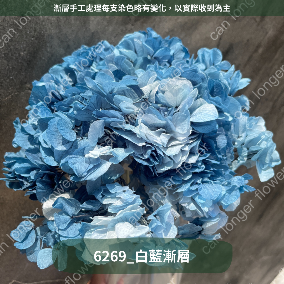 ✿ 台灣現貨 ✿ PF005B大葉繡球