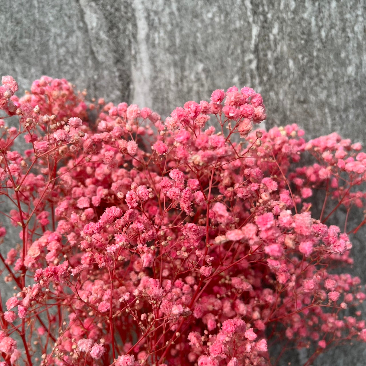 pf001S滿天星 夢幻星 永生花 小份量 捧花胸花 桌花花束 不凋花 手作DIY材料