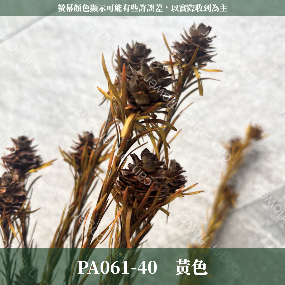 PA061 澳洲鬱金香 寶蓮 約100克 台灣現貨