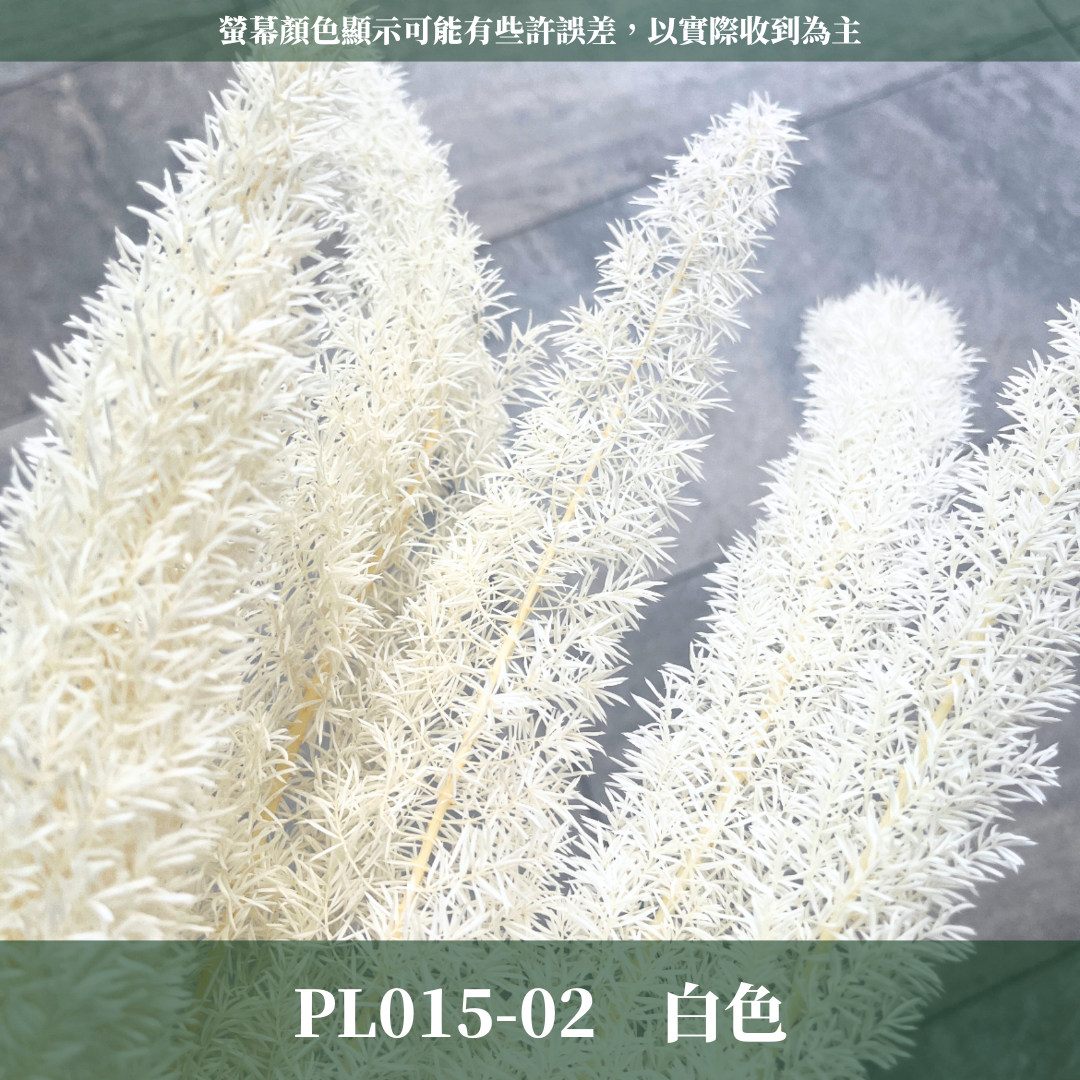 PL015 天門冬 台灣現貨 狐狸尾巴