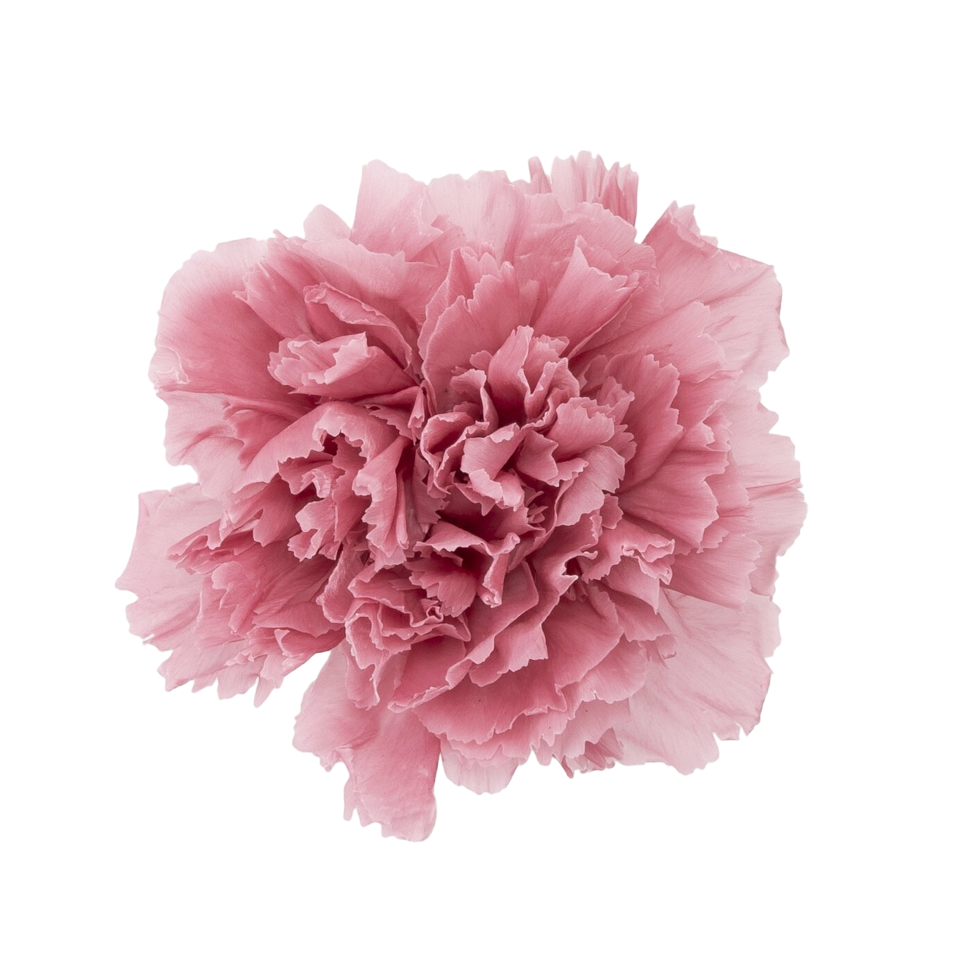 ✿ 台灣現貨 ✿ 花大伯 日本大地農園 02380 康乃馨5~6.5cm 8朵裝 原裝 款式色彩齊全 不凋主花