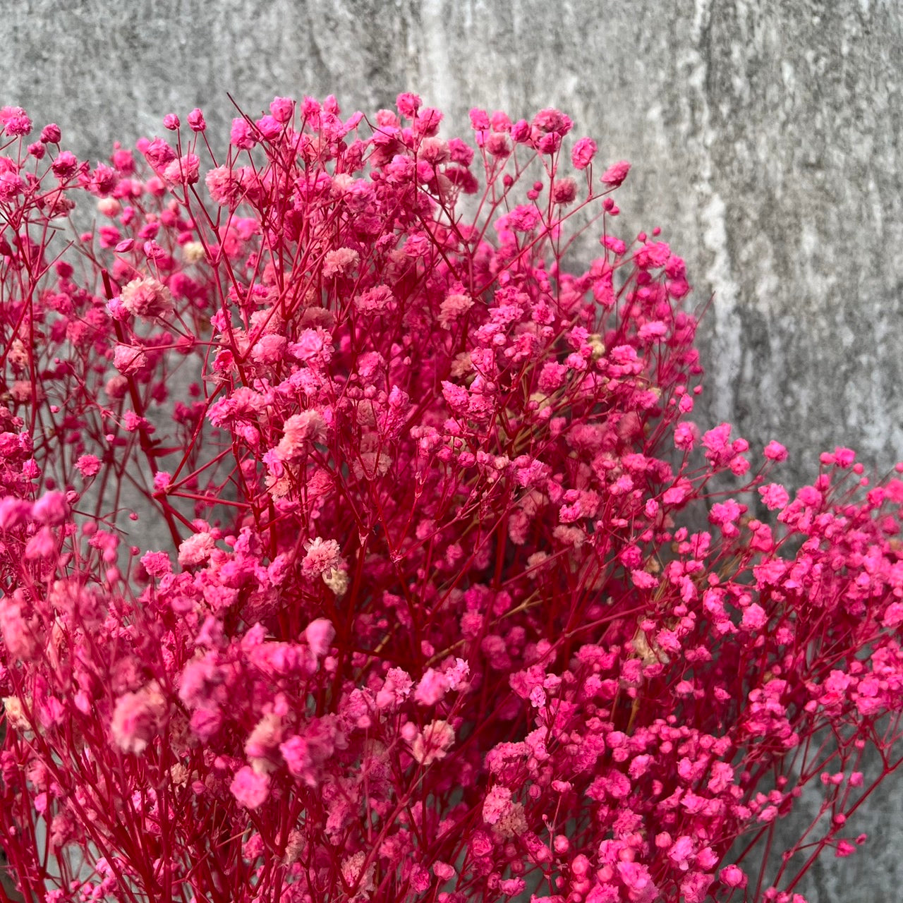 pf001S滿天星 夢幻星 永生花 小份量 捧花胸花 桌花花束 不凋花 手作DIY材料
