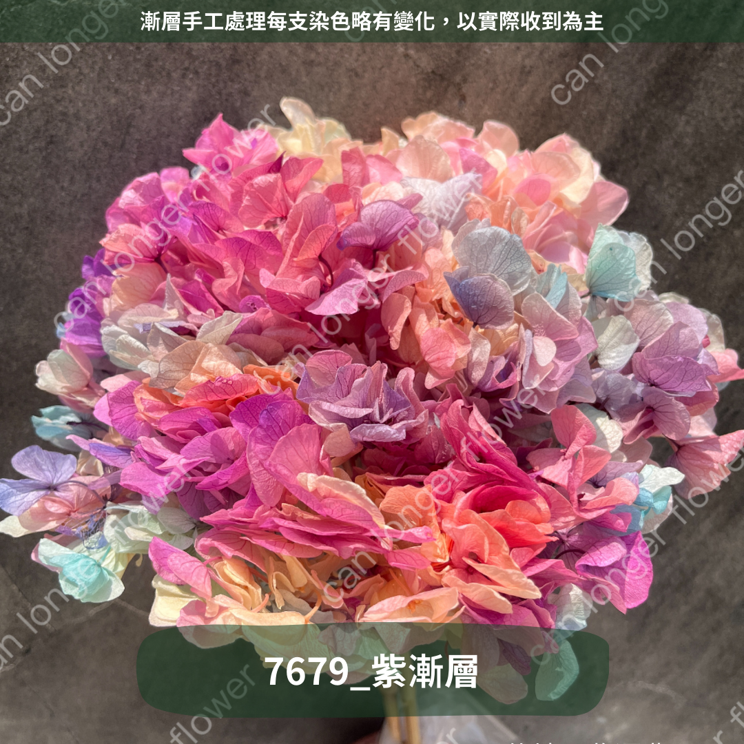 ✿ 台灣現貨 ✿ PF005B大葉繡球