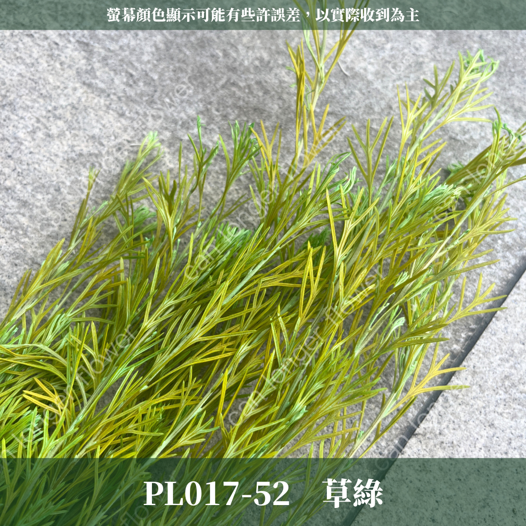 PL017 銀樺 銀樺葉 台灣現貨 約100克
