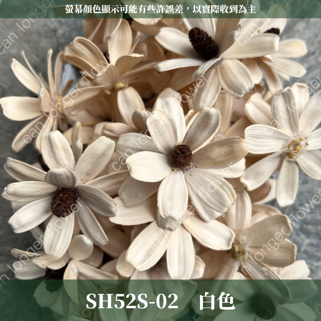 SH52S 瓜子花花頭 單朵 台灣現貨