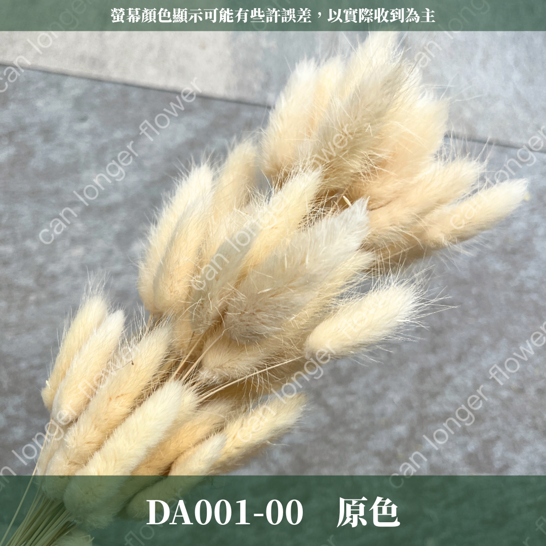 DA001 兔尾草 原裝約50-60支 台灣現貨