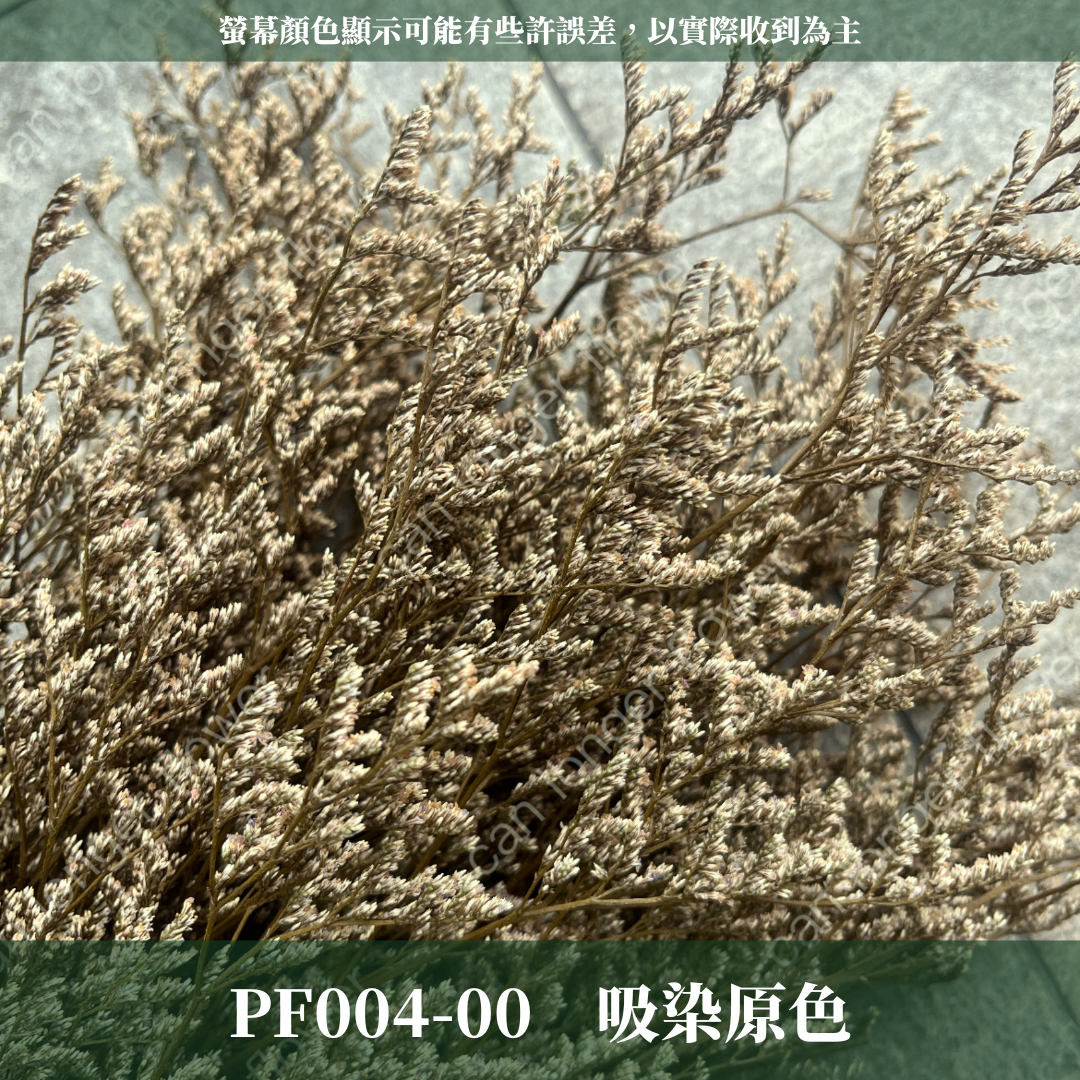PF004 卡斯比亞/情人草 原裝 台灣現貨