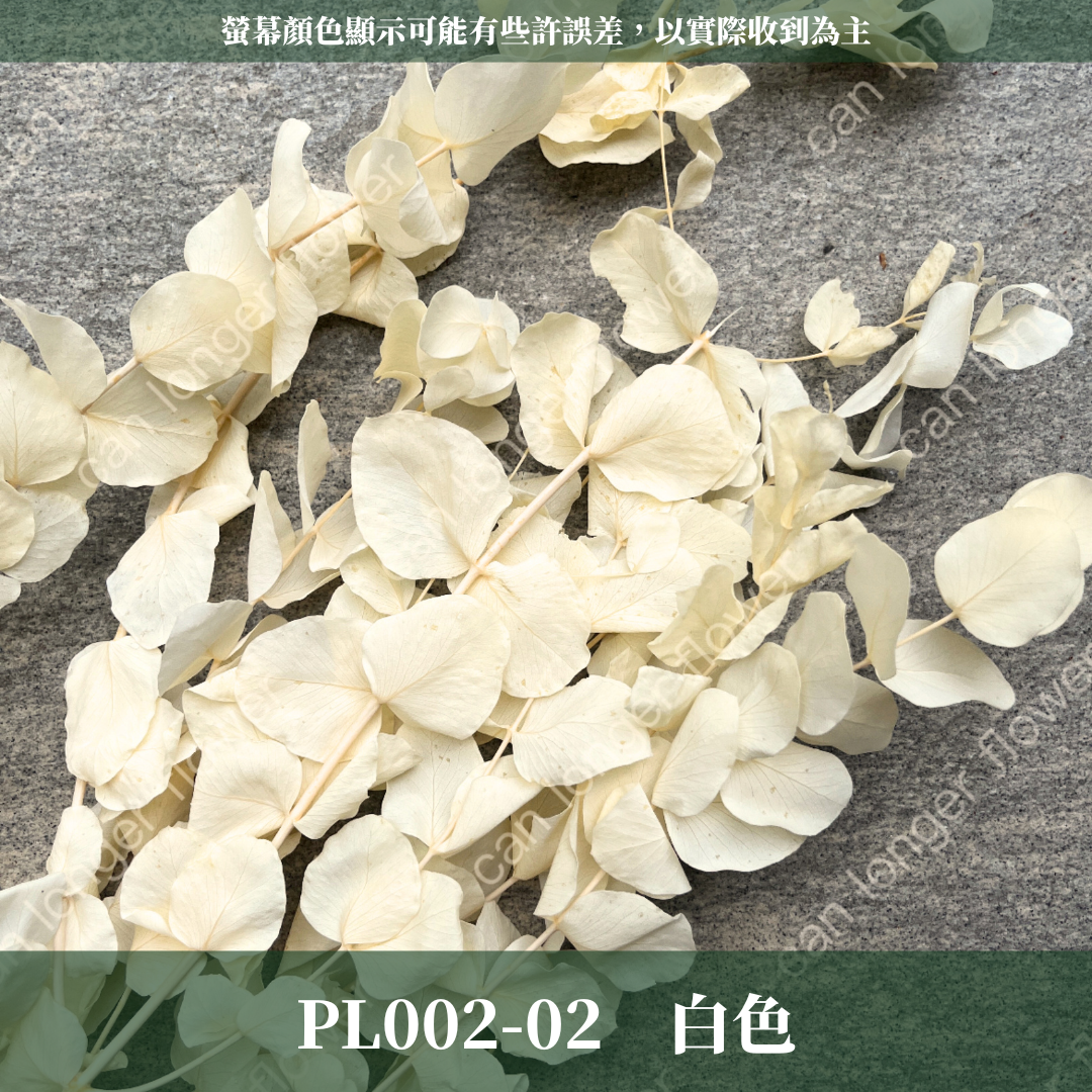 PL002 花藝獨家 大軟葉尤加利 尤加利 特殊尤加利