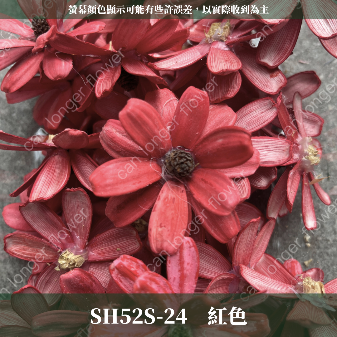 SH52S 瓜子花花頭 單朵 台灣現貨
