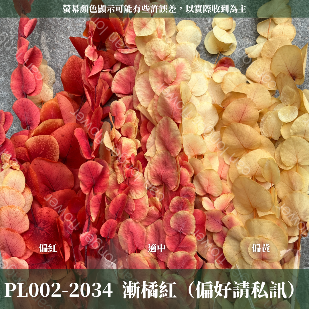 PL002 花藝獨家 大軟葉尤加利 尤加利 特殊尤加利